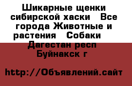 Шикарные щенки сибирской хаски - Все города Животные и растения » Собаки   . Дагестан респ.,Буйнакск г.